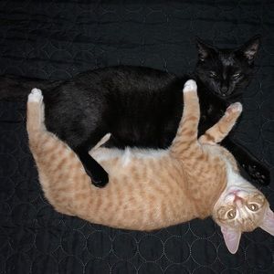 Meet your Posher, Marissa